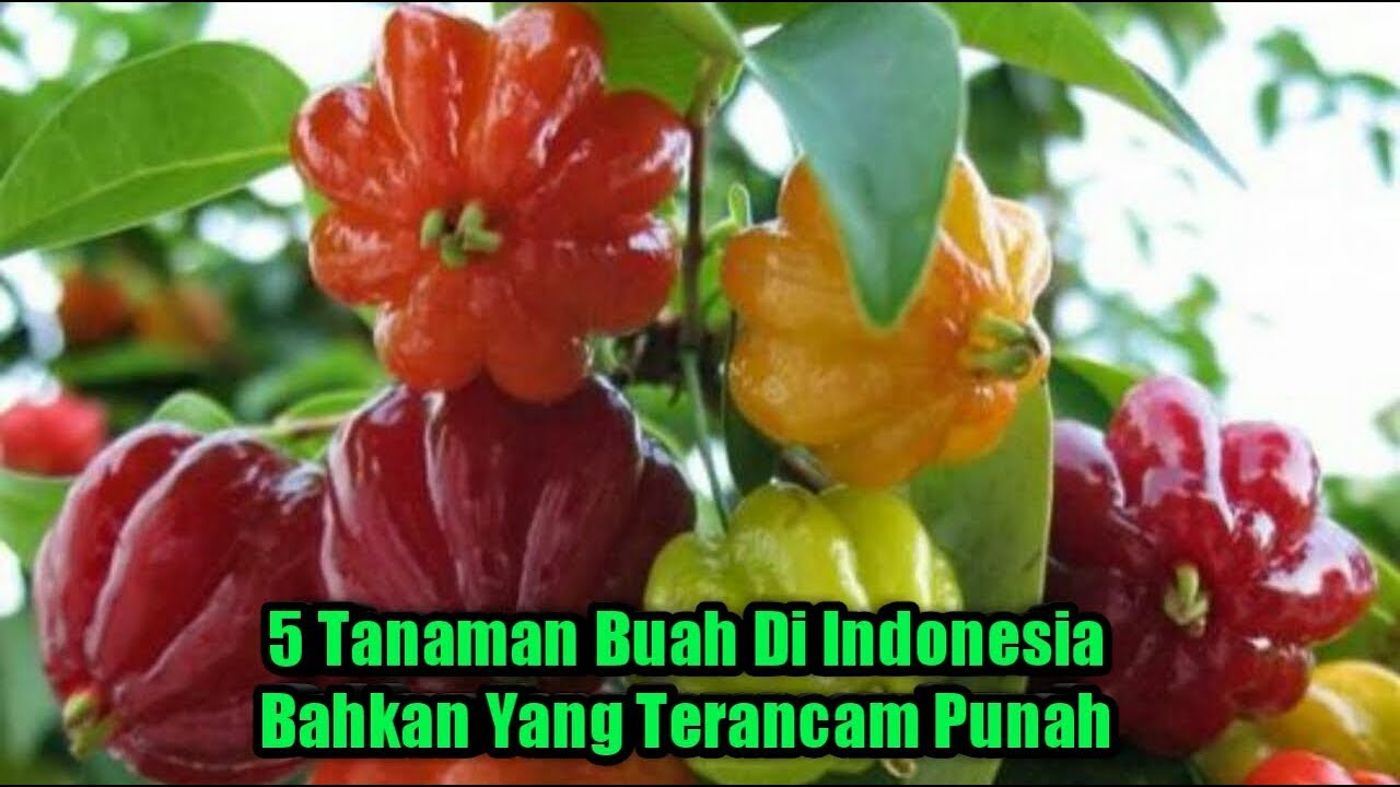 5 Tanaman Buah Langka  Di  Indonesia  Bahkan Ada  Yang  