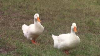 Duck Life Movie Trailer