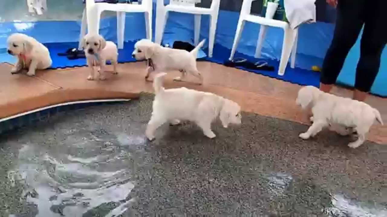 Eight english cream golden retriever puppies first swim & jump ...