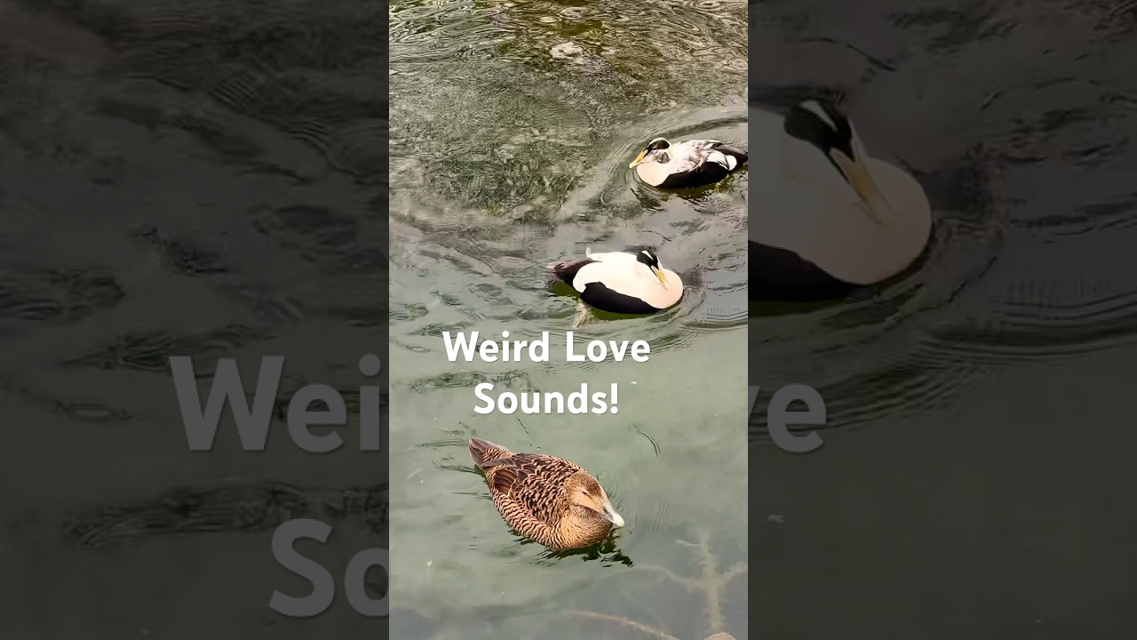 Sounds of Duck Love: Eider Edition 