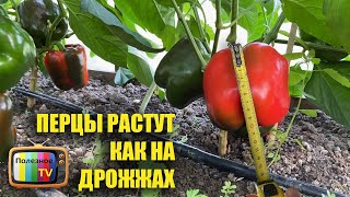 После Этой Подкормки В Августе Мои Перцы Растут Как На Дрожжах