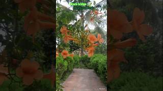 The famous Nature park of Brace Bridge! #kolkata #park #hangout #minivlog #chilloutspot #naturelover