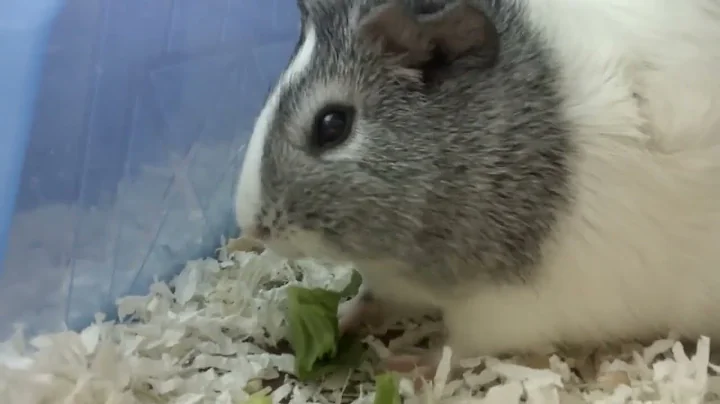 Gail the Guinea Pig Enjoying Romaine Lettuce