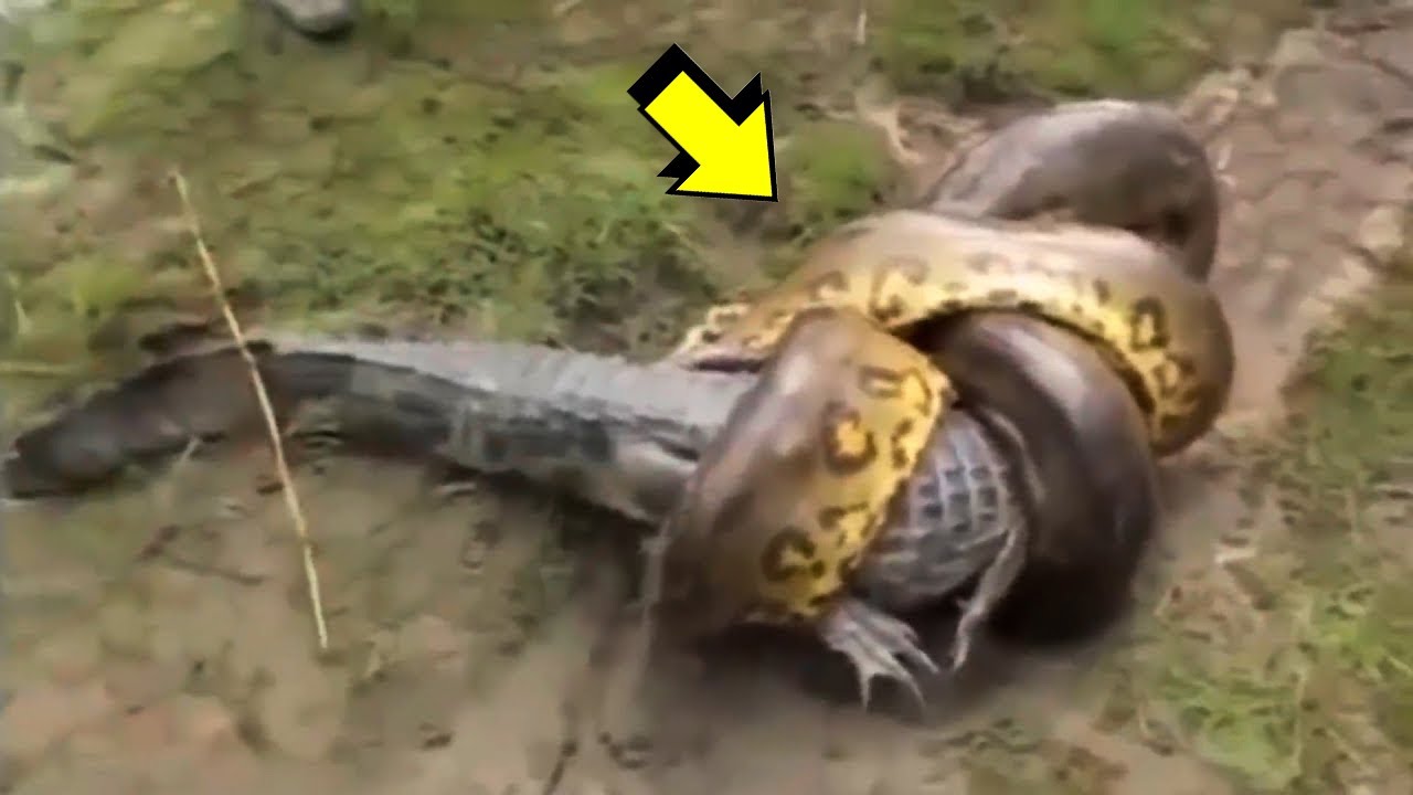 Actualizar 37+ imagen pelea entre anaconda y cocodrilo