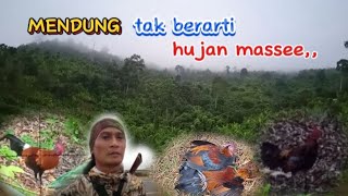 🐓HUNTING Javanese red junglefowl‼️ in mating season #hunting #adventure