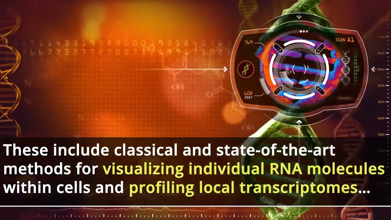 Classical and emerging techniques to study RNA localization
