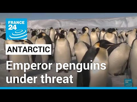 Loss of Antarctic ice decimates emperor penguin chicks, study says • FRANCE 24 English