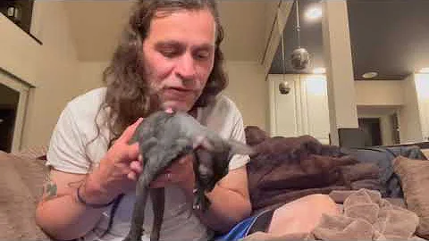 Video 1266731: cornish rex baby, leash training, dog training, rescue dog, feed dog