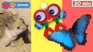 Learn Animals w Robi | Educational Early Learning Videos | Animals Names & Sounds | Hedgehog & More