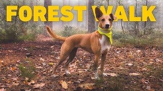 Enchanting Dog Walk through Misty Forest