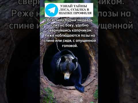 Бурый медведь спит на боку #медведь #мишка #животные #лес #природа