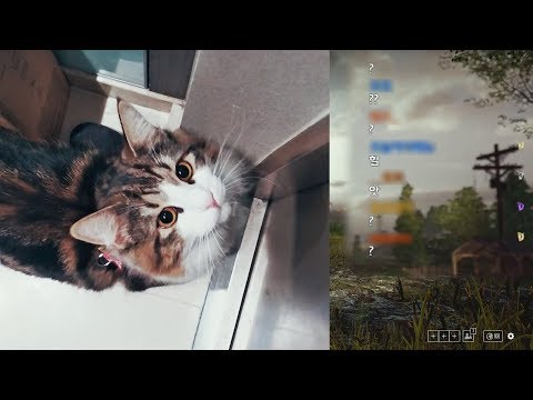 딩셉션, 고양이 중대발표! 실제 이야기?!!