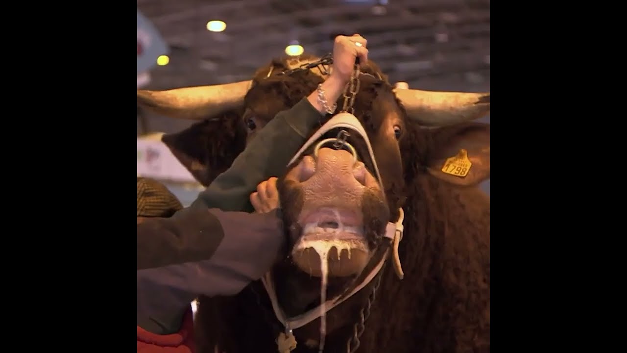 Film backdrop image for This is the heaviest bull in the world! (2023)