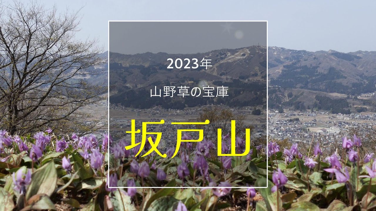 山野草の宝庫『坂戸山』2023年４月11日