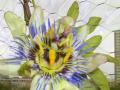 The first passion flower