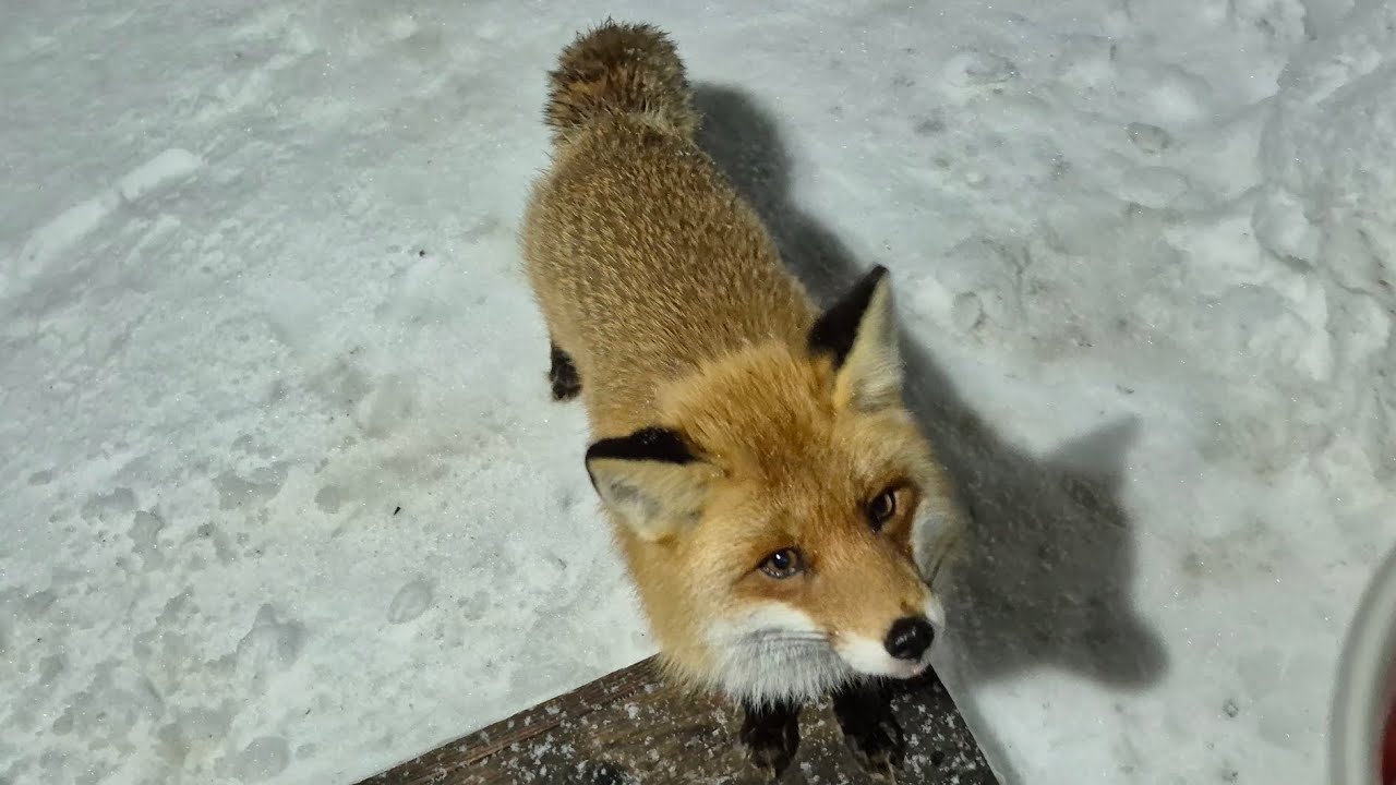 (1230) Лиса приходит в гости. Февраль 2026