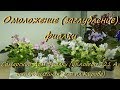 Мастер-класс:омоложение (заглубление)фиалки,Самарский Дом Фиалки