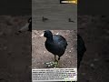 COMMON SCOTER (AUDIO)@DISCOVER WHAT’Z UNIQUE! #COMMONSCOTER #VIRAL #IUCN #Blackscoter