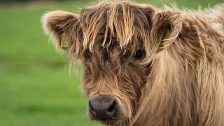 Finally Weaning Our Highland Calf