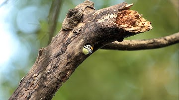 Yellow Fronted Tinkerbird  -  Gambia.