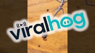 Praying Mantis Catches Bees || ViralHog