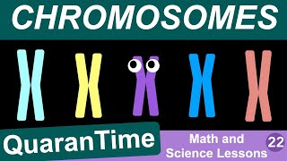 Information Episode 22 - Chromosomes and Binary - A Math and Science Lesson News