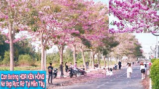 Độc lạ Hoa kèn hồng nở rộ đẹp rực rỡ tại miền tây | Khương nhựt minh