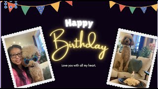 Standard Poodle 2-year Old | Birthday Vlog by Akasha the Standard Poodle 107 views 1 year ago 3 minutes, 31 seconds