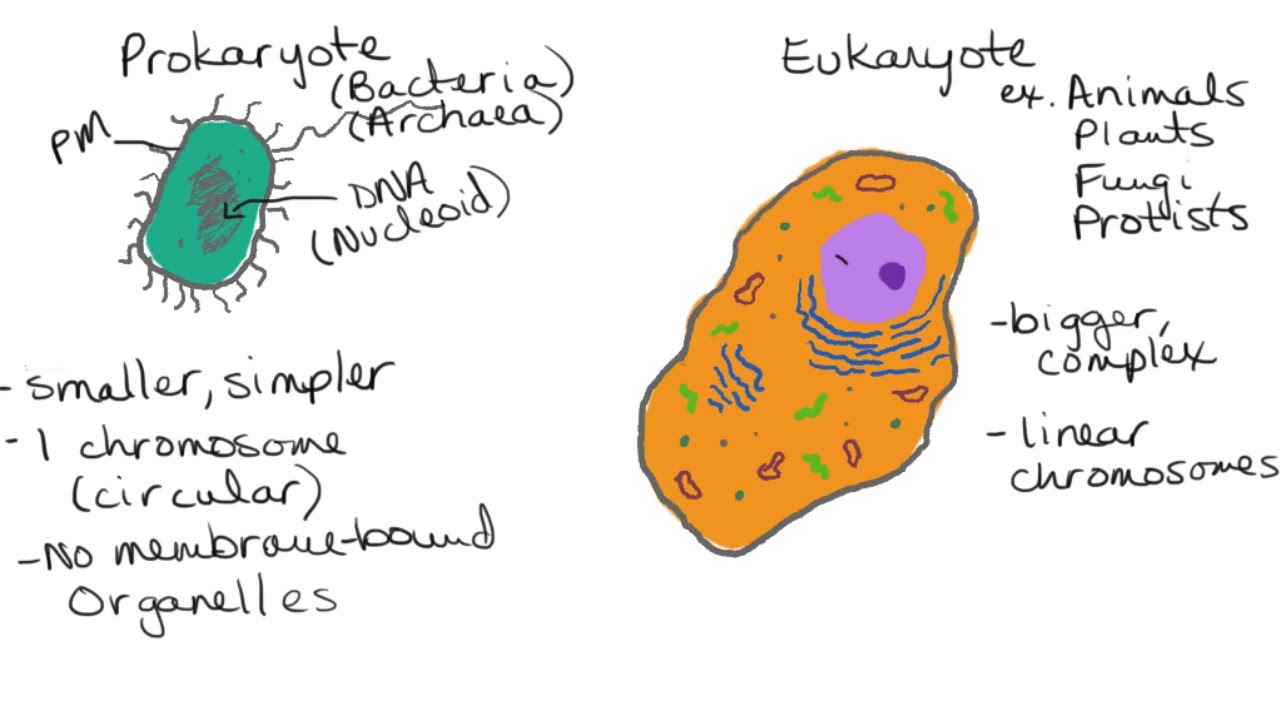 4 Prokaryotic vs Eukaryotic Cells - YouTube