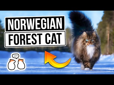 Video: Norwegian Forest Cat Cat Breed Hypoallergenic, Health And Life Span