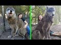 Refugio rescato a este perro lobo gigante, luego un ADN reveló porqué era tan grande.