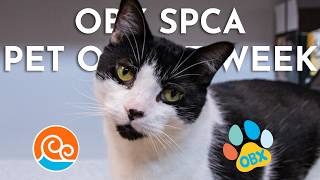 Outer Banks SPCA Pet of the Week Richard August 17 2026