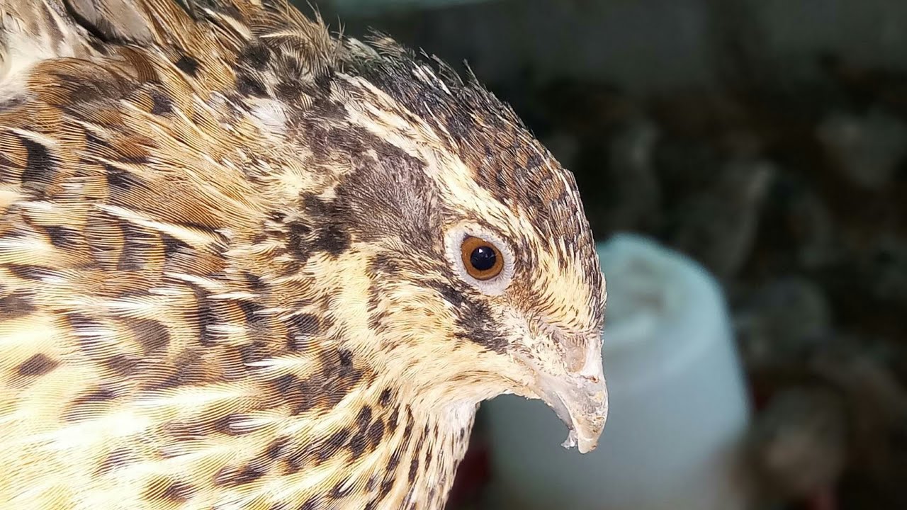 pets at home Quail Chicks Sounds - how quail birds sounds?