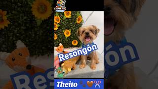 Theito resongón vino a darse un bañito 🐾🤎✂️ #superpet #peluqueríacanina