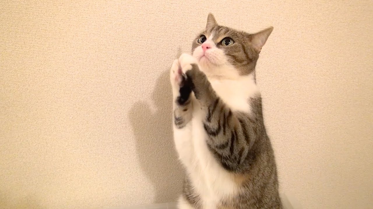 僕のお願い聞いてくれますか ちょうだいする可愛い猫 Will You Do Me A Favor Cute Cat Begging For Food Youtube