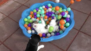 These Cats absolutely love Playing in the Ball Pit