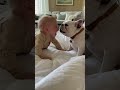 赤ちゃんと犬やかわいい動物たちの動画　　#funny #Retriever #baby #husky #Samoyed #baby #cute　#french bulldog