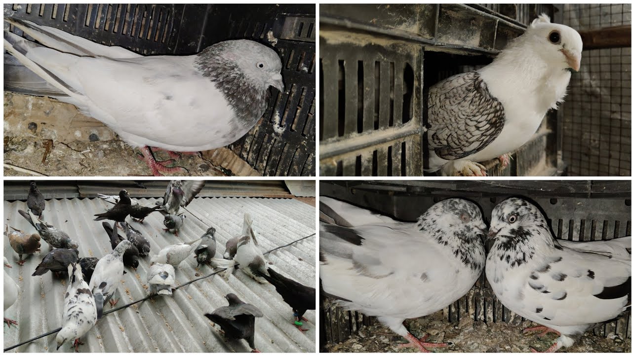 কবুতর গুলি ডিম দিলো কি না 🤔