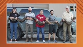17-foot, 177-pound Burmese python caught by Florida Fish and Wildlife Conservation Commission