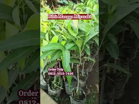 Peluang Langka: Bibit Mangga Miyazaki Tersedia