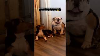 Awkward Bulldog Trying to Make Friends... 😂
