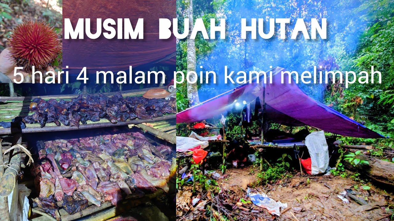 Camping berburu ketika musim buah hutan melimpah poin nya luar biasa 5 hari 4 malam di hutan 