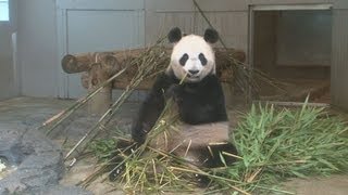 パンダ舎内に「産室」設置 シンシン妊娠の兆しで