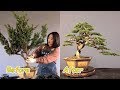 How to bend a bonsai - great bonsai bending skills #49