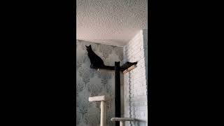 Cat going nuts with the sunlight coming inside the house Cat plays in tower cat tree funny silly cat by RealReviews YS 34 views 3 years ago 1 minute, 10 seconds