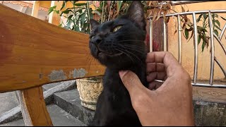 Black cat sit on bench wait human visit him