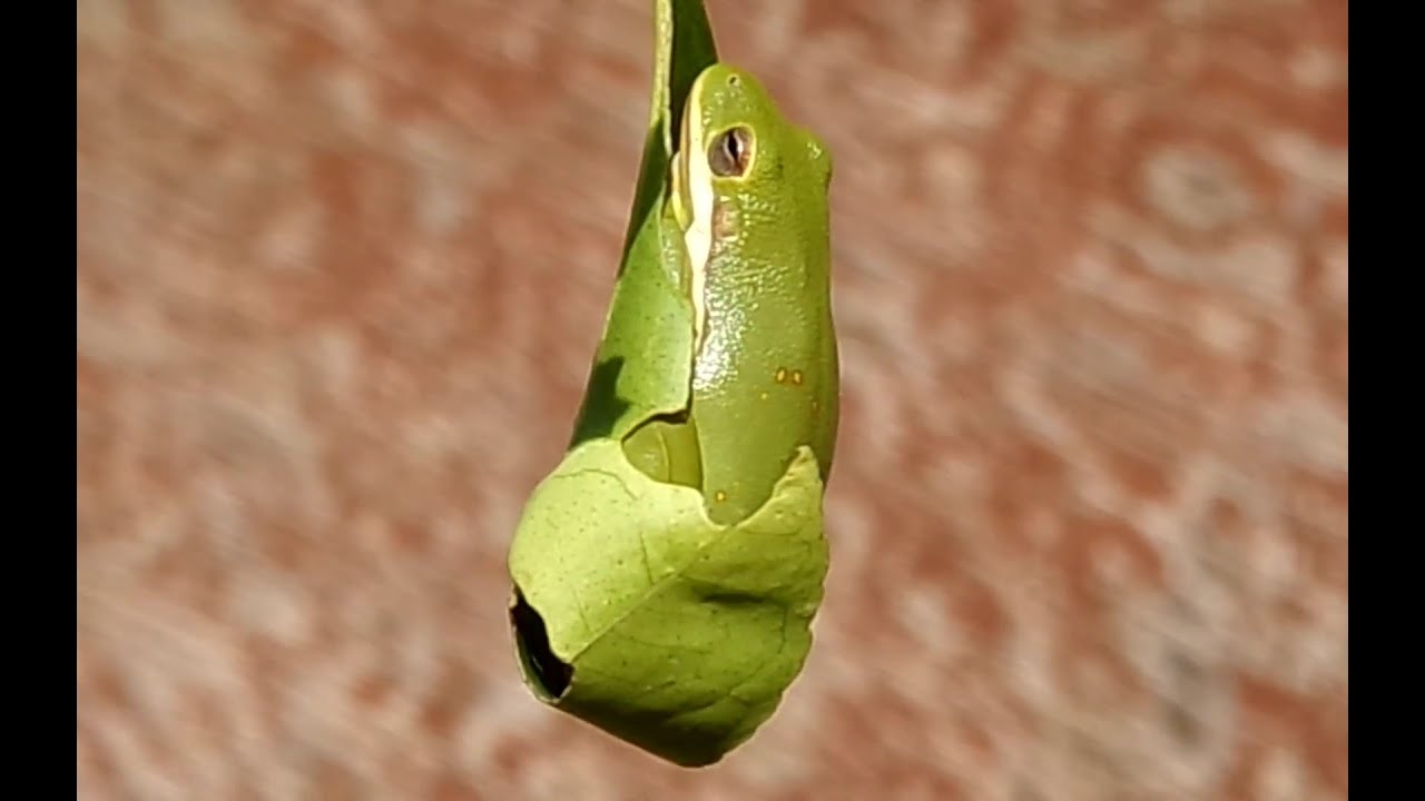 Frog Crisis  Battling Chytrid Fungus, Habitat Loss and Pollution