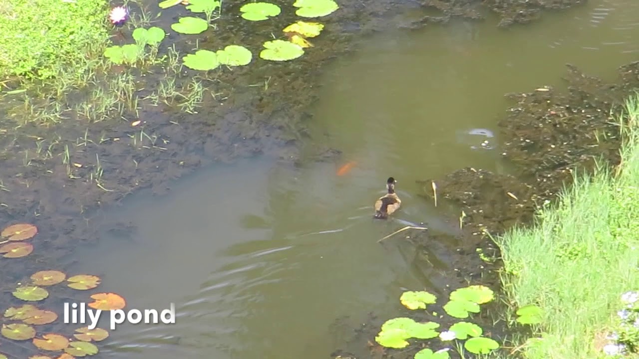 The Diving Duck YouTube