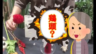 ケイトウ（鶏頭）の花ってどんな花？！意外と知らないケイトウのお話。毒々しいお花と見る人もいますが、毒も使い方で薬になる事があるようです。