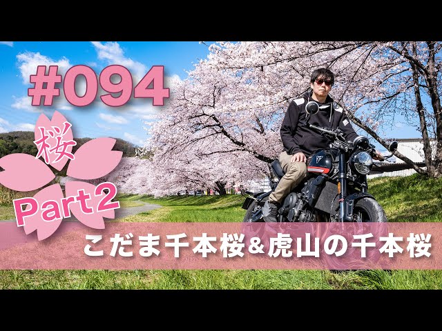 094 こだま千本桜＆虎山の千本桜【Trident660】 - YouTube